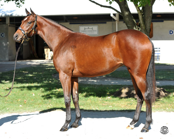Hip 793: Louisa Lenehan's Tiznow filly sells with James Herbener tomorrow.
