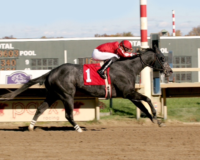 Virginia-bred Anybodyreallyknow, bred by Larry Johnson, won an allowance at Parx on November 3 for Peter Kazamias.
