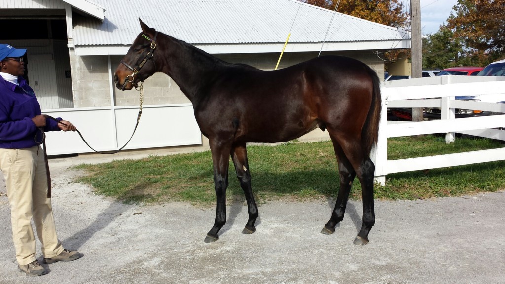 Hip 797, a Virginia-bred Birdstone colt selling with Morgan's Ford today.