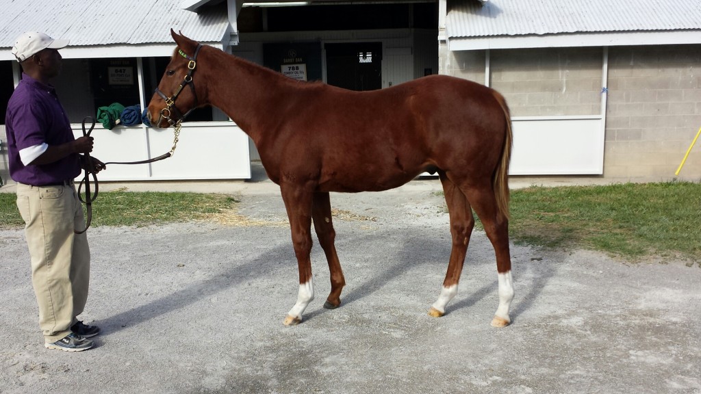 Hip 452, a Virginia-bred City Zip colt selling with Morgan's Ford today.