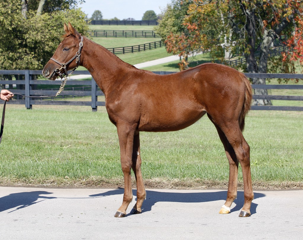 Hip 615, bred by Albert Coppola and selling with Three Chimneys. This filly is by First Samurai out of Cryptoqueen.