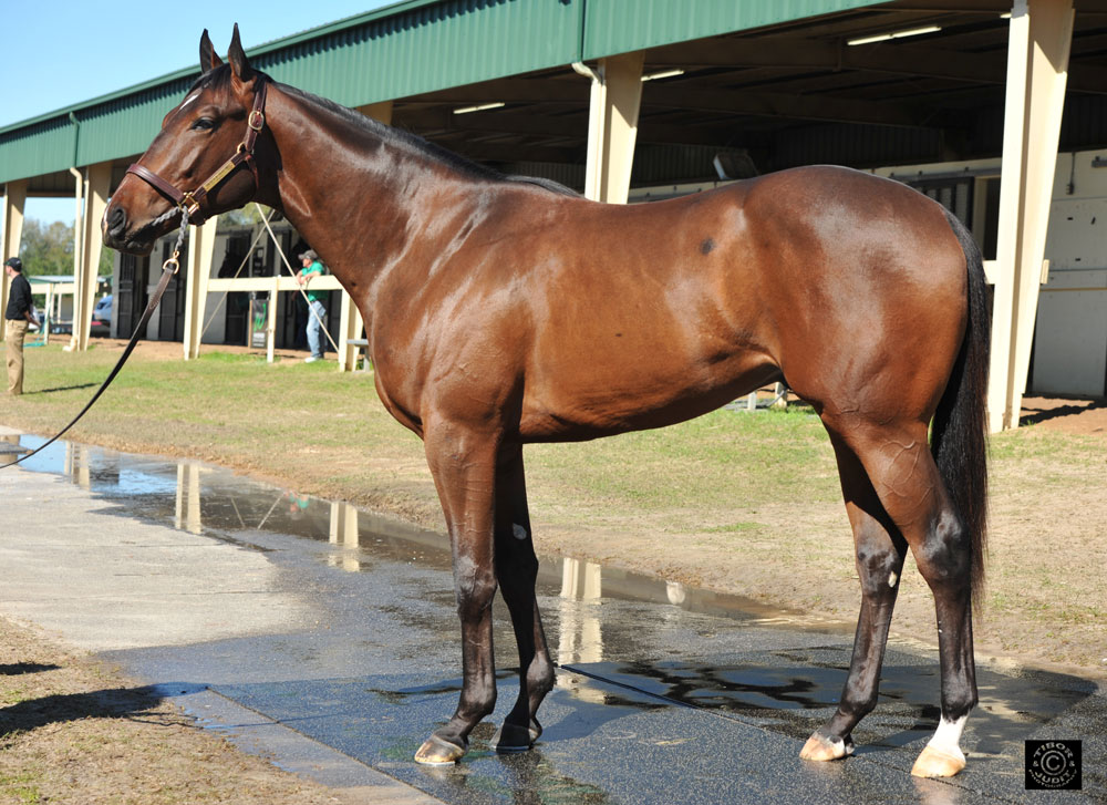 HIP 195 Pioneerof the Nile-How Bout Tonight colt bred by Henry L. Carroll. Sold Keeneland September for $120,000 to Marnie Faulber; Consigned by Imagine. Worked in 10.3.