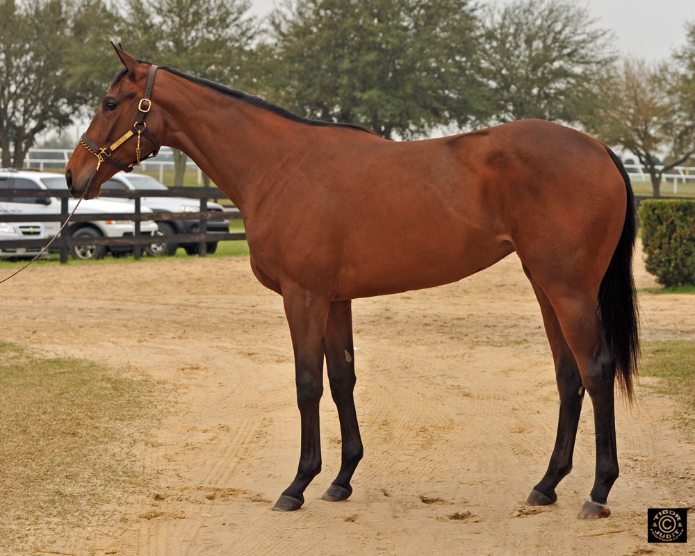 HIP 251 Street Sense - Magger Bags was $100,000 Keeneland September yearling, bought by Chapel Creek Equine. Bred by Larry Johnson's Legacy Farm and consigned here by Parrish Farms. Worked in 10.2.