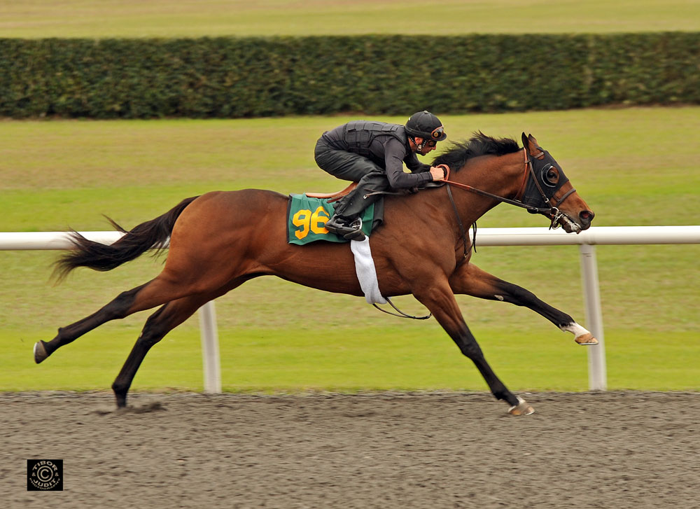 HIP 96 Congrats - Cat Alert colt bred by Morgan's Ford Farm. Sold at Fasig-Tipton November for $40,000 to Machmer Hall; RNA'd at Keeneland September for $135,000. Breezed in 10.2.