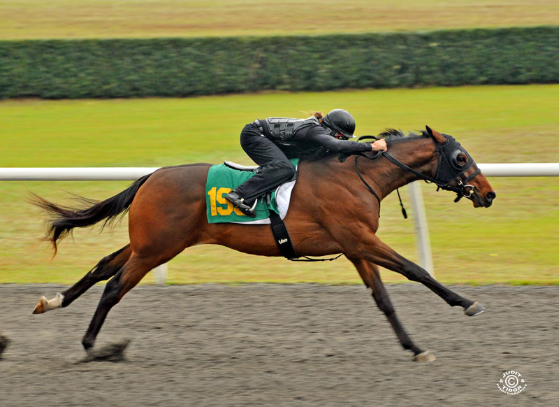 HIP 195 Pioneerof the Nile-How Bout Tonight colt bred by Henry L. Carroll. Sold Keeneland September for $120,000 to Marnie Faulber; Consigned by Imagine. Worked in 10.3.