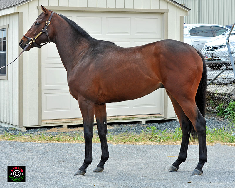 Hip 104, a colt consigned by B&C Bloodstock. Cat Thief Colt - Charm My Heart, by Silver Charm. Breezed in 10.4.