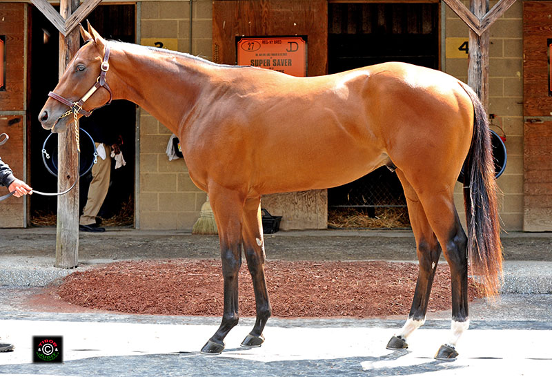 Hip 69, a colt consigned by Bobby Dodd, went in 10.2. El Corredor - Blue Hills, by Cure the Blues.