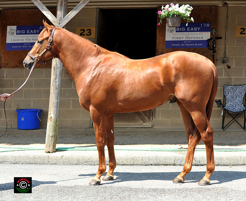 Hip 310, a colt consigned by Bo Hunt, went in 10.3. Tale of the Cat - Long N Lanky, by Cozzene.