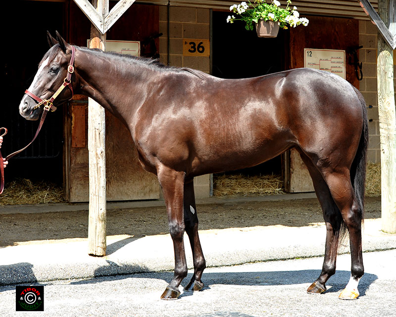 Hip 439, a filly consigned by Bo Hunt, went in 22.0. Harlan's Holiday - Ruler's Charm, by Cape Town.