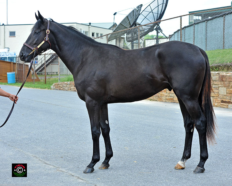 Hip 468, a colt consigned by Bo Hunt, went in 11.2. Scat Daddy - Sevruga, by Jade Hunter.
