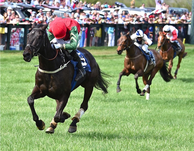 Hot Rize roared to victory in the 2014 Virginia Gold Cup. The 2017 edition is May 6th. Photo courtesy Douglas Lees.