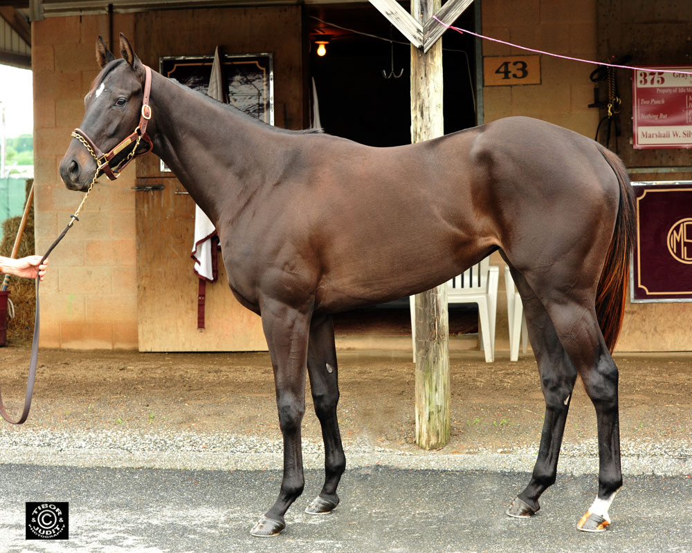 This filly owned by Marshall Dowell had the bullet quarter work on Wednesday, covering the ground in 21.3. Latent Heat - Hidden Fever, by Stormin Fever. Consigned by Marshall Silverman.
