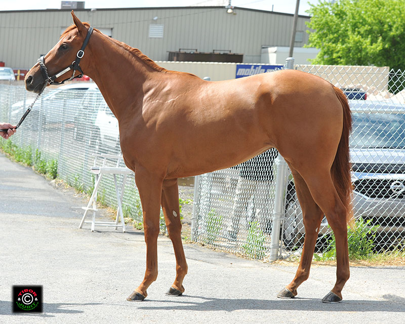 Hip 24. This filly, consigned by SAB Sales, went in 11.0. Fairbanks - York Woods, by Mining.