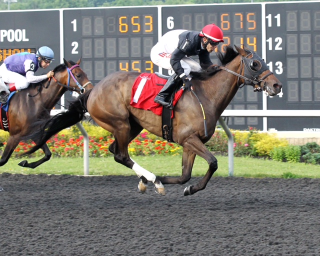 No Wonder At All, bred by Larry Johnson, takes a mile allowance at Presque Isle on June 23. Photo courtesy Coady Photography.