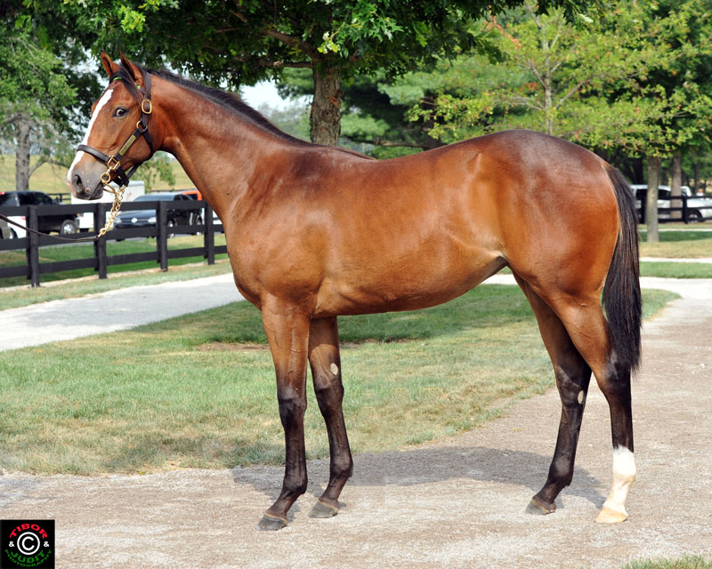 Hip 120. Colt by Include out of Cat Alert. Bred and consigned by Morgan's Ford Farm, Susie and Wayne Chatfield-Taylor.