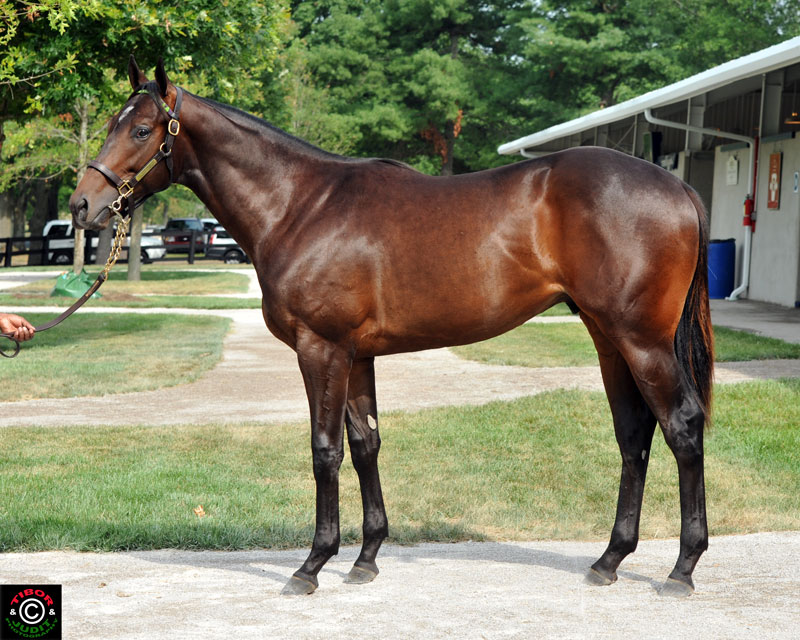 Hip 24. Colt by Haynesfield out of Shawnee Country. Bred and consigned by Morgan's Ford Farm, Susie and Wayne Chatfield-Taylor.