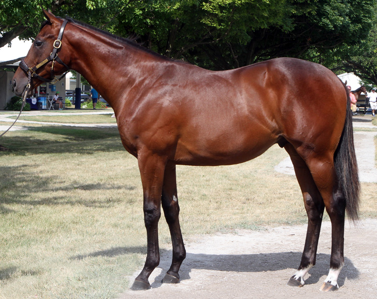 Blame-Princess Birdeye Colt, bred by Louisa Lenehan and Bayne and Chris Welker, sold for $410,000 at Fasig-Tipton July.