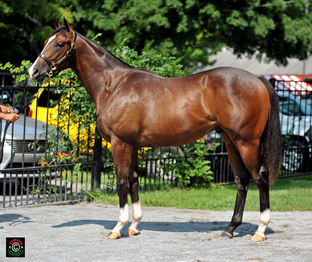 Hip 12. Louisa Lenehan's Tiznow colt out of Garden District made $400,000, sold to Robert Baker and William Mack.