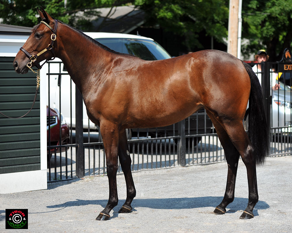 Hip 39. Lazy Lane Farms' Bellamy Road filly out of Lemon Crusta went to Cheyenne Stables for $100,000.