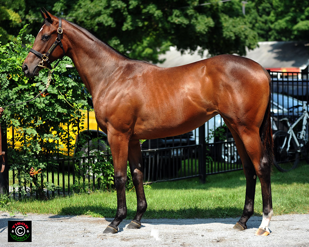 Hip 60. Louisa Lenehan's Blame filly out of Pertuisane went to Christophe Clement (agent) for $120,000.
