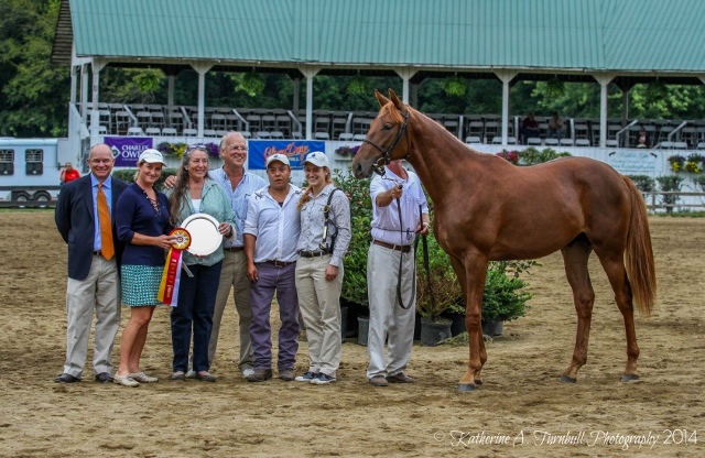 Reserve Champion, a Lake Shore View colt bred by Morgan's Ford Farm.