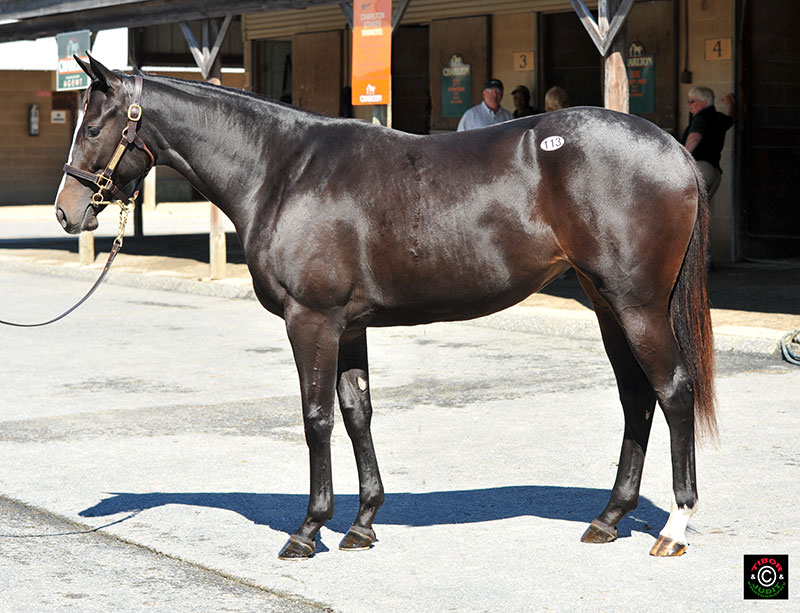 Hip 113, Harlan's Holiday filly bought by Gina Rosenthal for $9,500. Bred by Audley Farm Equine.