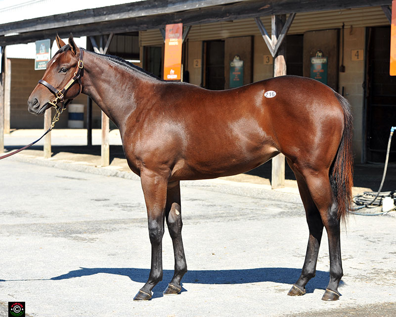 Hip 216, Drosselmeyer filly bought by Hillwood Stable for $53,000. Bred by Audley Farm Equine.