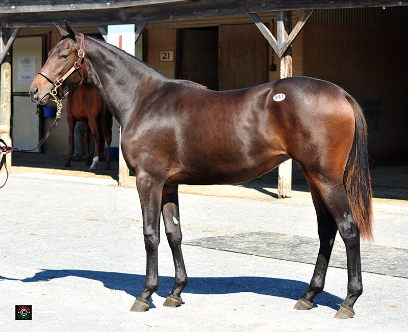Hip 341, Jump Start filly. RNA from Bill Reightler, agent.