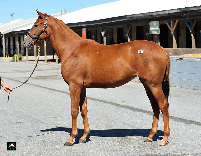 Hip 393, Street Magician filly bought by Ronney W Brown for $3,000. Sold by Paramount Sales, Agent.