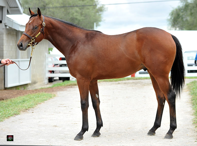 Hip 1212 - Harlan's Holiday colt out of Midtown Miss. Brookdale Agent for Audley Farm Equine. Sold to Ben Glass, agt. for $260,000.