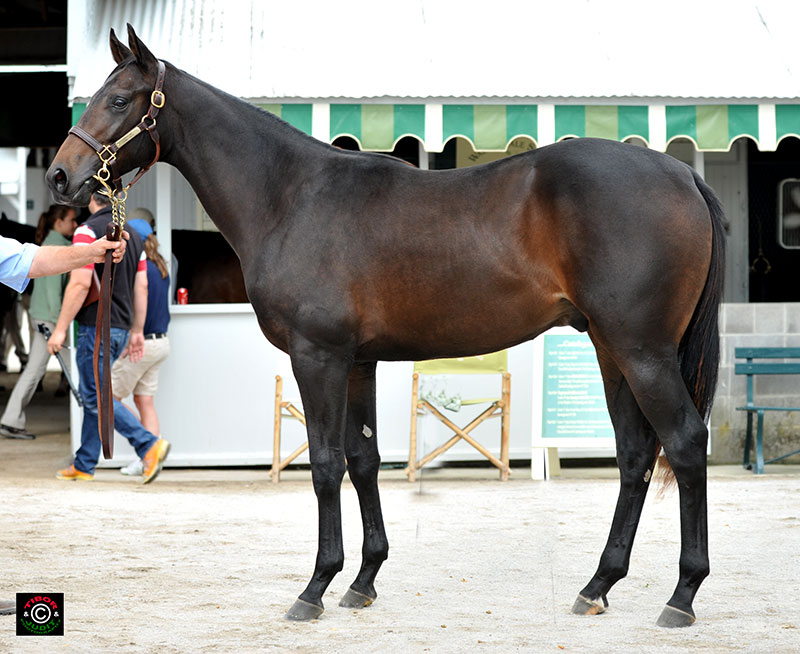 Hip 1258 - Birdstone colt out of Penny Marie. Brookdale agent for Lazy Lane Farms, LLC. Sold to Woodford Sales for $55,000.