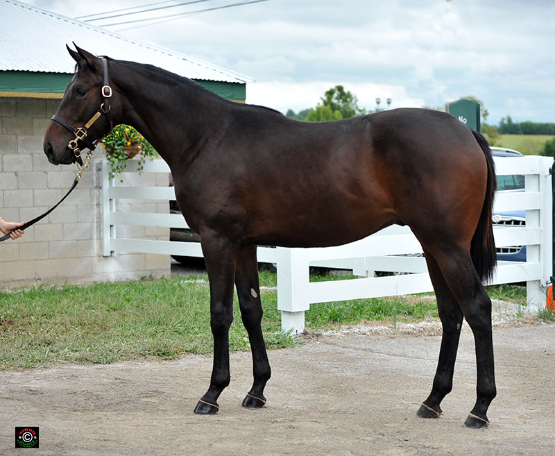 1315 - Pioneerof the Nile colt out of Shouldn't We All. Consigned by James B. Keogh for Sam English. RNA $65,000.