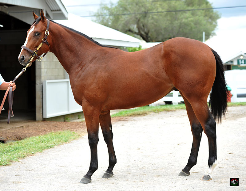 Hip 1552 - Malibu Moon colt out of Hatpit, Brookdale Farm agt for Audley Farm Equine. Bought by Black Stone Farm for $70,000.