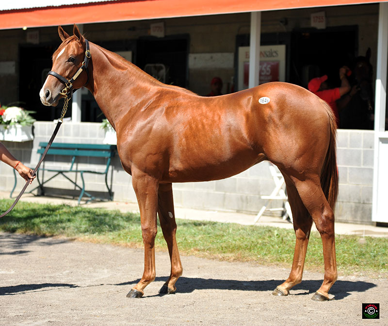 Hip 1649 - Hard Spun Colt out of Nicky's Way, Eaton sale agt., Mrs. C. Oliver Iselin, III breeder. Bought by William Ferrone for $65,000.