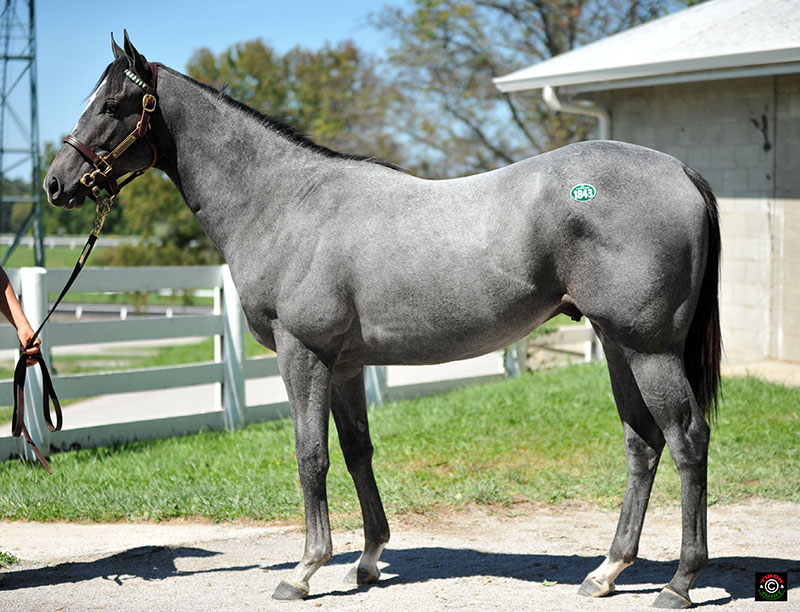 1843 - Exchange Rate Colt out of Broadway Dreamer. Consigned by Lane's End agt. for Smitten Farm. Sold to Barry K. Schwartz for $35,000.