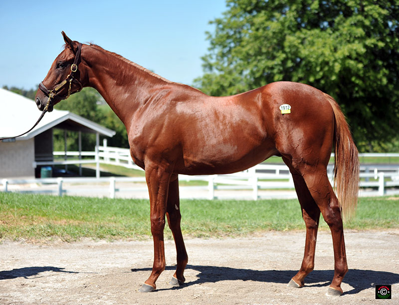 1912 - Eskendereya colt out of Foppy Dancer. Consigned by Taylor Made Sales Agency and bred by Albert P. Coppola. OUT.