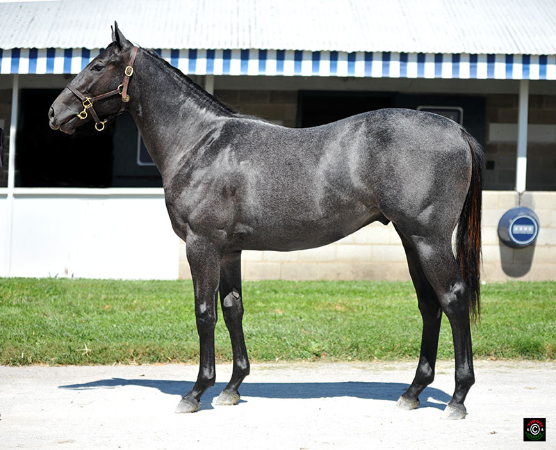 2247 - Congrats colt out of Cee's Irish, Brookdale Sales agent for Audley Farm Equine, LLC. $60,000 to Raroma Stable.