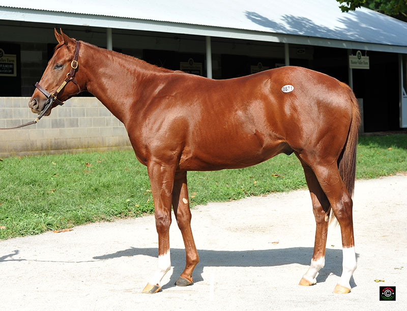 Hip 871 - Colt by City Zip out of River Fancy bred by Morgan's Ford Farm and sold by Hunter Valley Farm to Ken McPeek for $250,000. Was previously sold by Morgan's Ford last November as a weanling for $90,000.