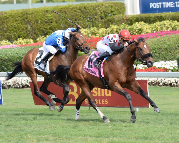The Bill Backer-bred Jamestown S. winner Moon River ran a good second in the Texas Glitter Stakes in her third start. Photo courtesy Adam Coglianese. 