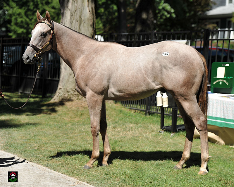 Hip 147, Lazy Lane's Gemologist colt out of Penny Marie, consigned by Warrendale Sales. 