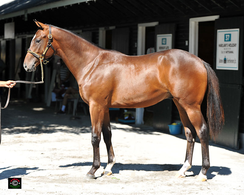 Hip 37, Louisa Lenehan's Harlan's Holiday colt out of Artisanal, bred in Kentucky and consigned by James Herbener.