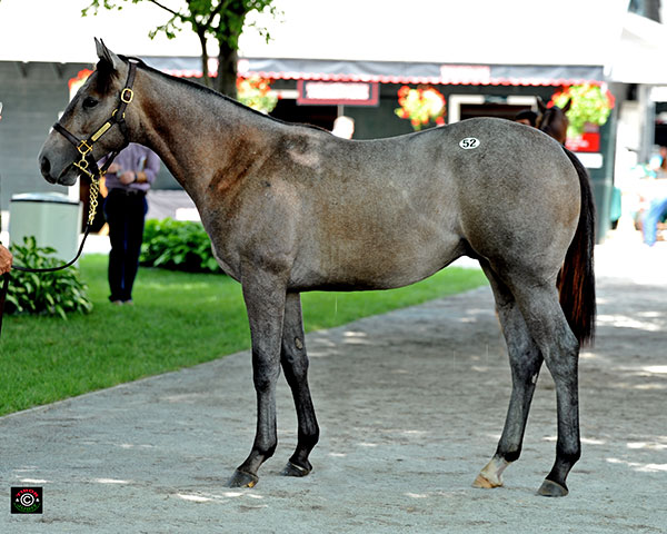 Hip 52, Tale of the Cat out of Chemise, bred by Ned Moore, Jill Gordon Moore and  John Behrendt. Chemise has 13 Foals of racing age, all winners, including a half by Gio Ponti that just broke its maiden in its first start at Woodbine.
