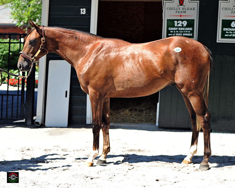 Hip 64, Bill Backer's Exchange Rate colt out of Dinah Lee, consigned by Chilly Bleak Farm.