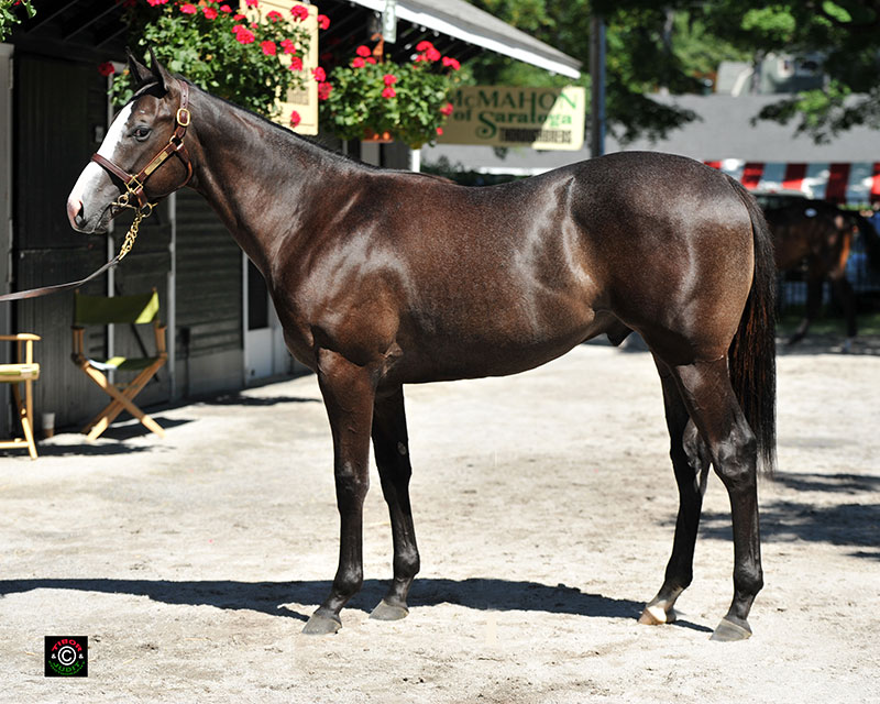 Hip 81, Audley Farm's Bodemeister (himself bred by Audley) colt out of Exceptionally. A half brother to Hooligan, winner of last year's Jamestown Stakes.