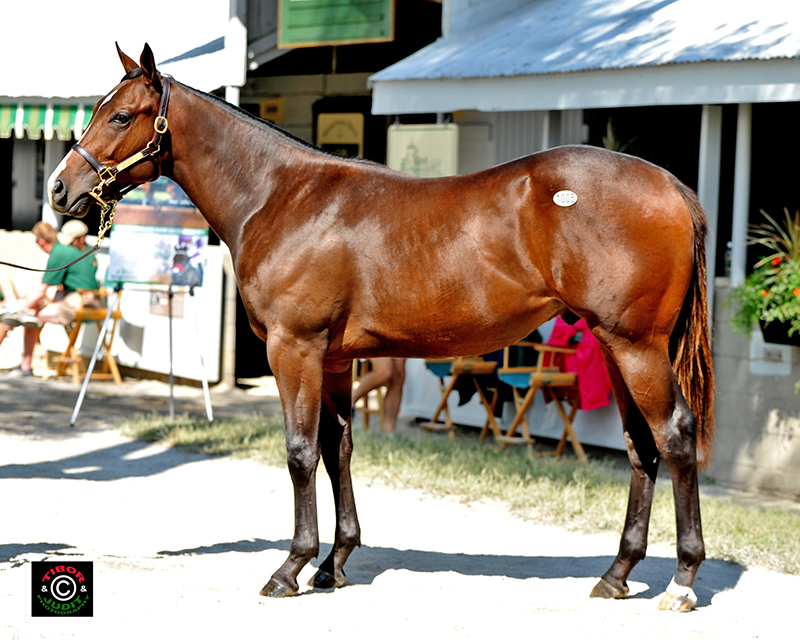 2014 Mizzen Mast colt out of Mystic Miracle (GB)