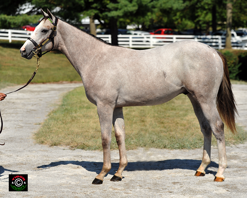 2014 colt out of Pearls by Mizzen Mast