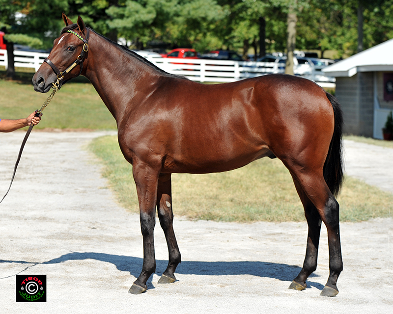 2014 Arch colt out of River Fancy