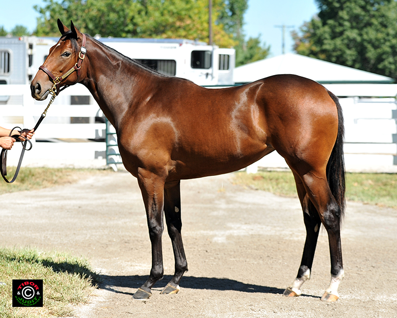 Hip 615 2014 out of Sincerely by Quality Road
