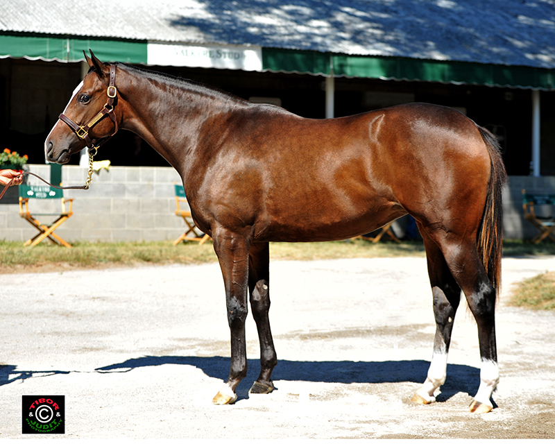 Hipe # 628 2014 Out of Snow Top Mountain by Medaglia d'Oro