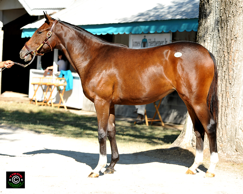 2014 filly by Flower Alley out of Sketch Book